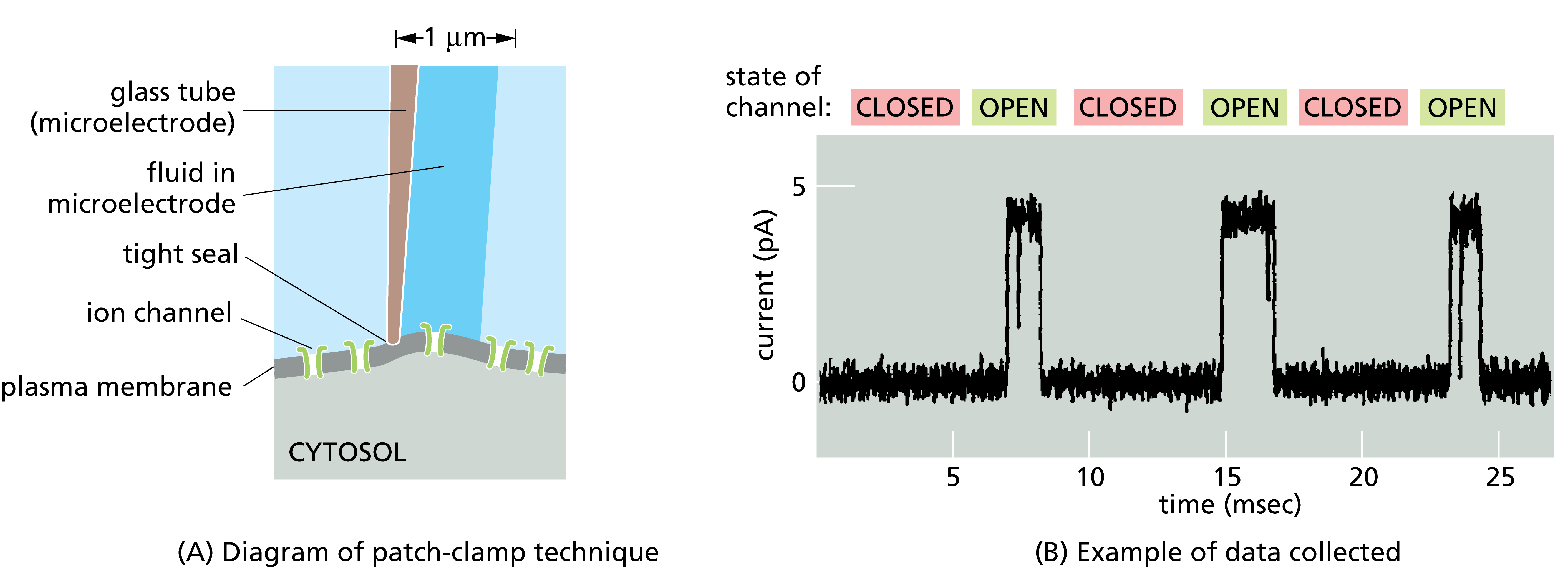 Solved In the patchclamp technique (shown here), a small