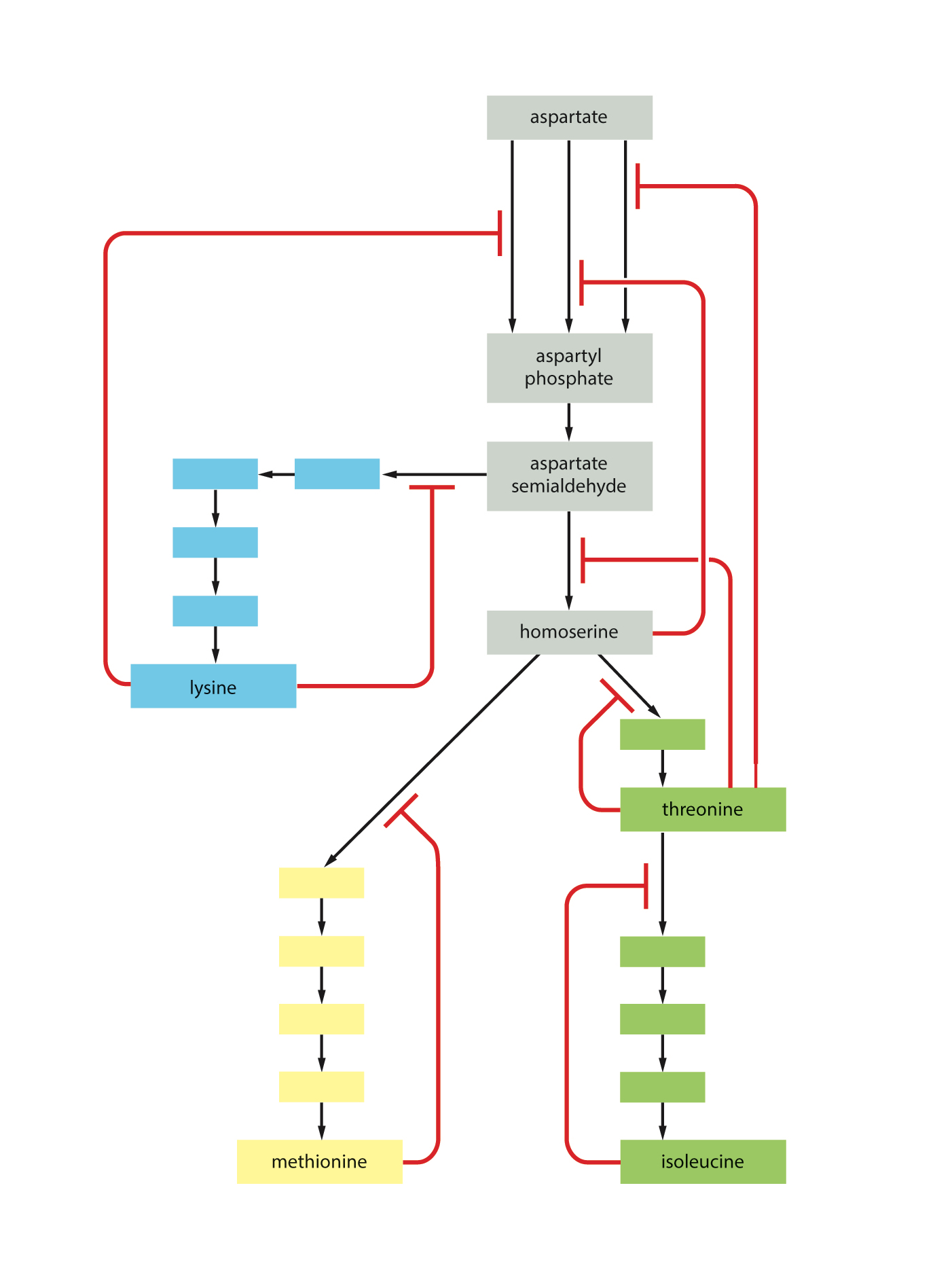 Solved: Consider This Image Depicting An Amino Acid Biosyn... | Chegg.com